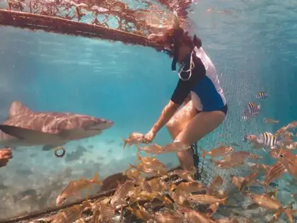 Animal-Encounter-Snorkeling-5-690x518-1