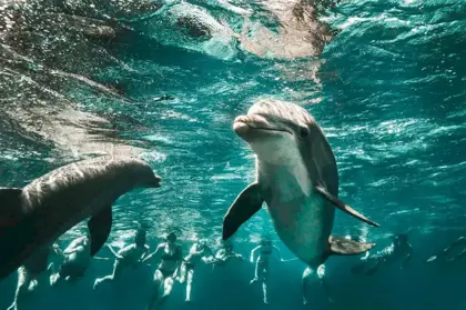 Dolphin-Snorkeling-Catamaran-Tour-5-1024x682-1