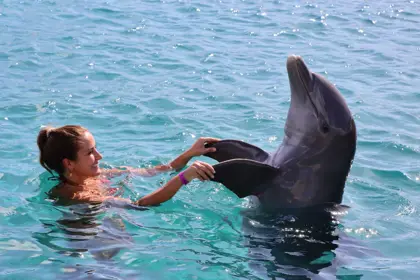 /book-tours/Dolphin-en-Sea-Aquarium/Dolphin-Academy-29.webp