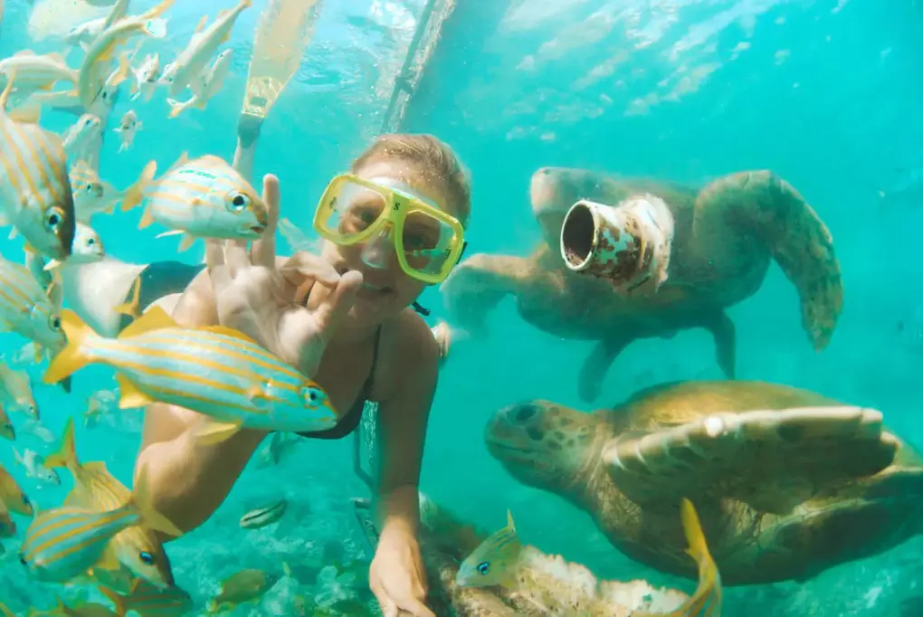 Animal-Encounter-Snorkeling-7-1