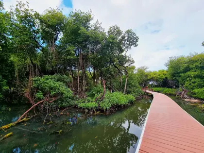 rif mangrove park drie