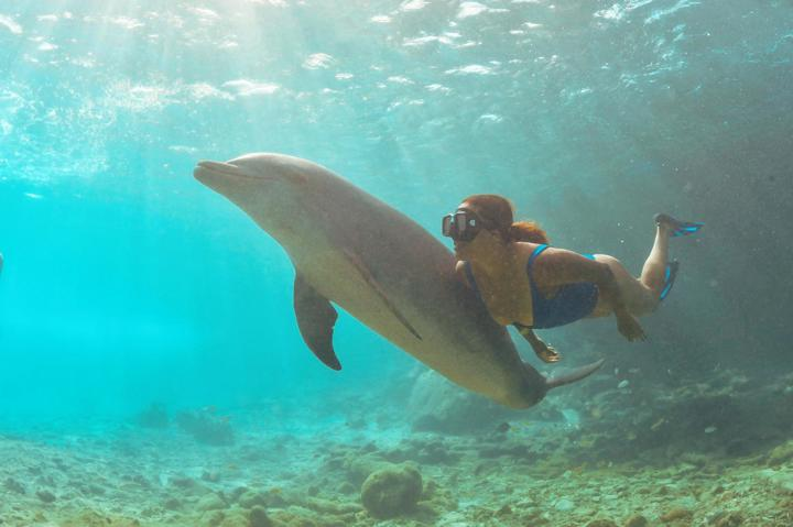 Dolphin Snorkel  | Dolphin Academy