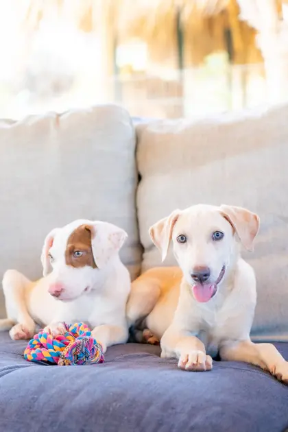 rescue paws puppy's 