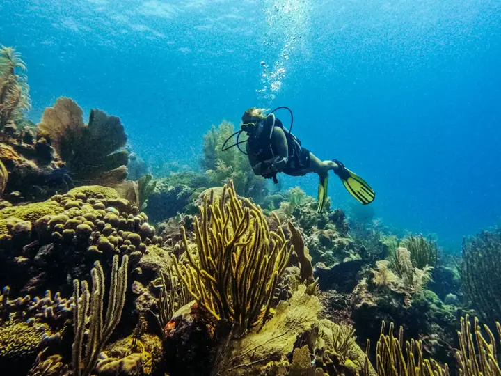 Buceo y Snorkel