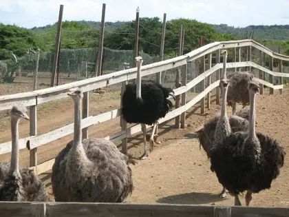 struisvogel-farm-curacao
